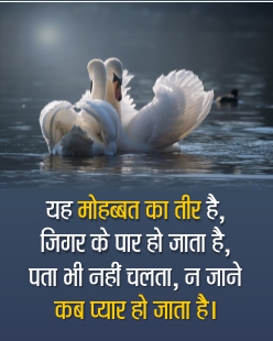 Beautiful Swans Love Hsayari Image