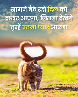 Cute Romantic love Cats quotes in hindi