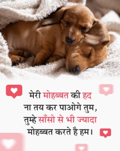 two cute dogs love quote images